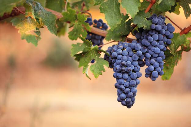 O Fino Tanino - Falando de Vinho