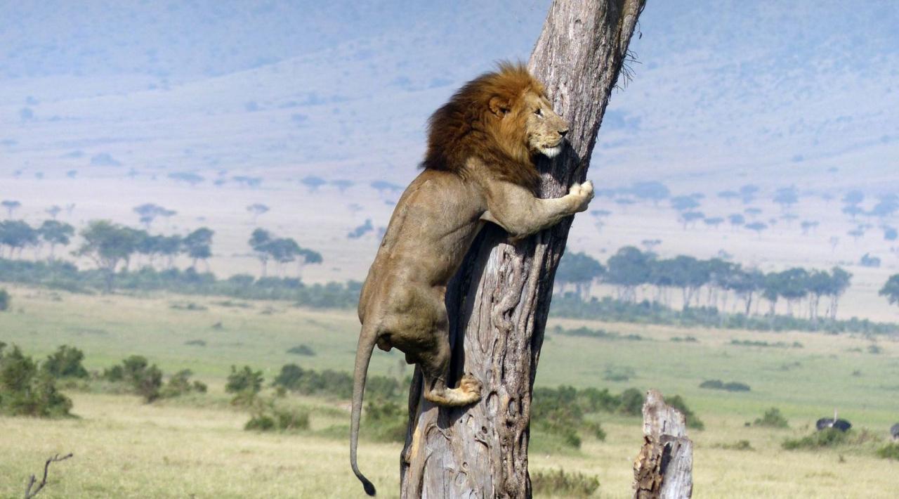 NOVAS FRENTES DA GUERRA CULTURAL