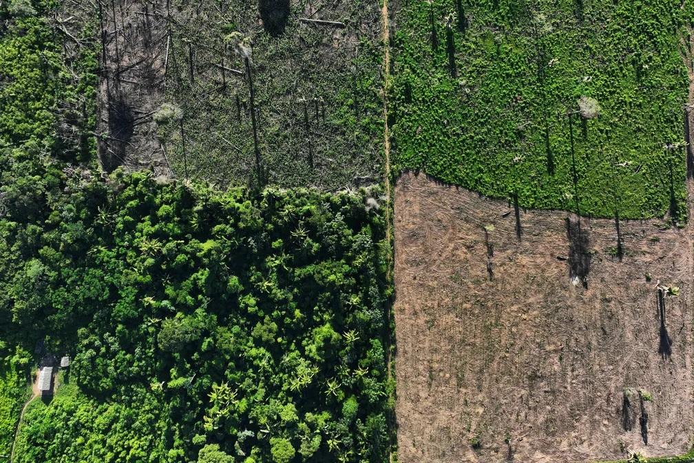 Fevereiro já bate recorde de desmatamento na Amazônia - Aliados Brasil