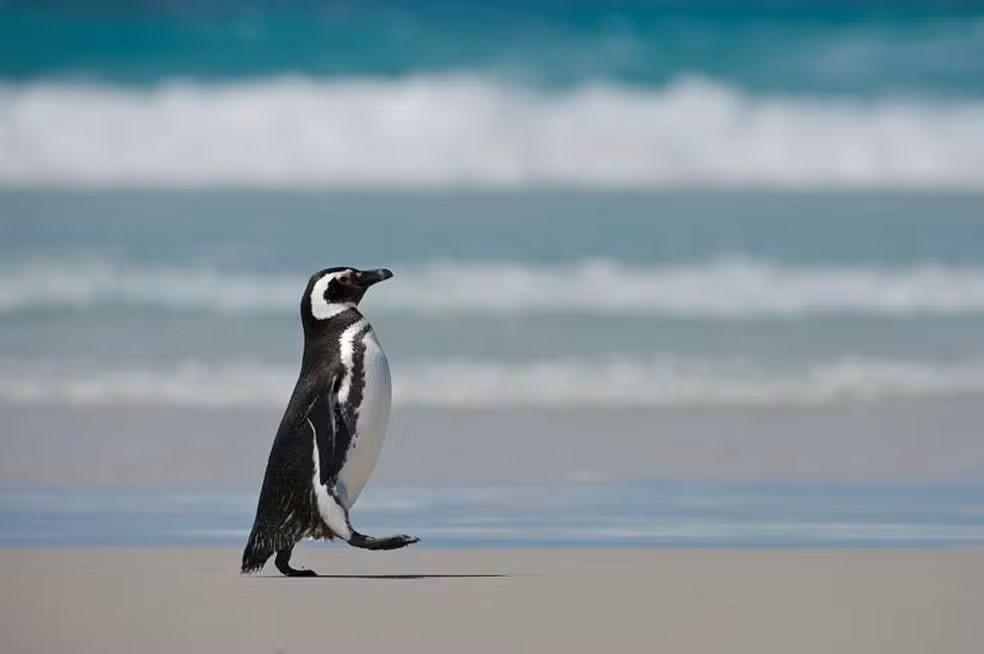 O pinguim que seguiu um professor em uma praia no Uruguai e foi viver com ele na Argentina