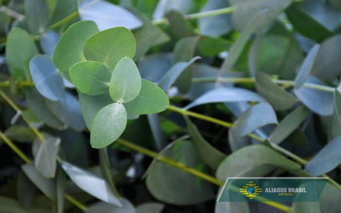 3 plantas naturais que afastam roedores sem usar venenos
