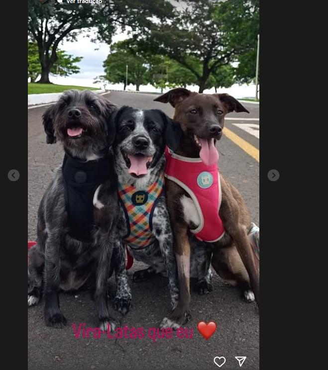 Após Polêmica, Janja Volta às Redes com “Vira-latas Que Eu Amo”