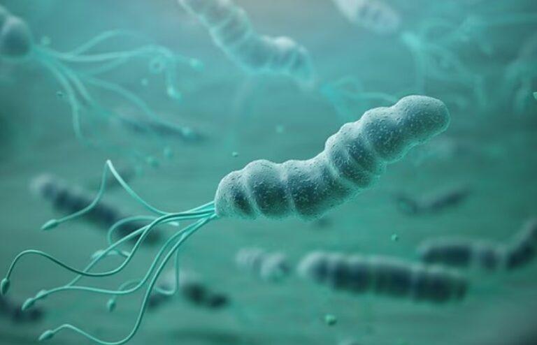 Bactéria comum pode causar milhões de casos de câncer de estômago, alertam cientistas