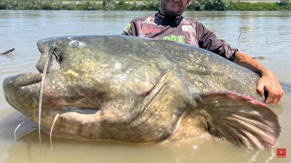 Bagre gigante de quase 3 metros bate recorde e viraliza nas redes