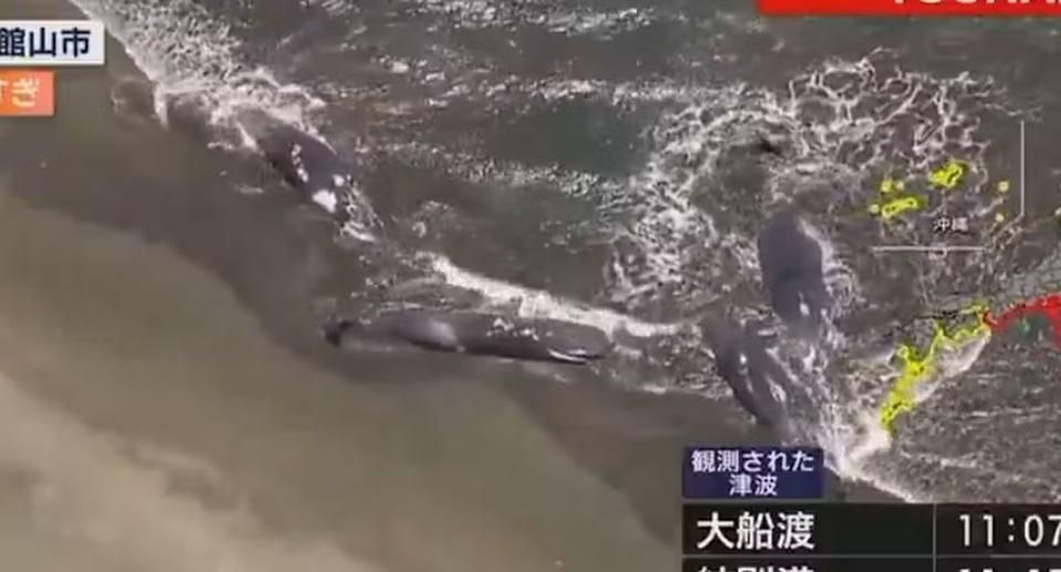 Baleias são vistas encalhadas na costa do Japão; veja vídeo