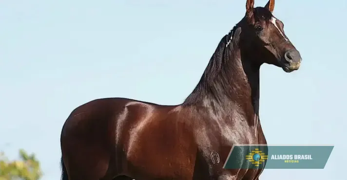 Cavalo avaliado em R$ 12 milhões morre com suspeita de ração contaminada em SP