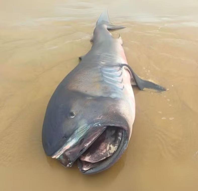 É quase impossível encontrar um animal desses’, diz biólogo sobre tubarão raro encontrado em SE