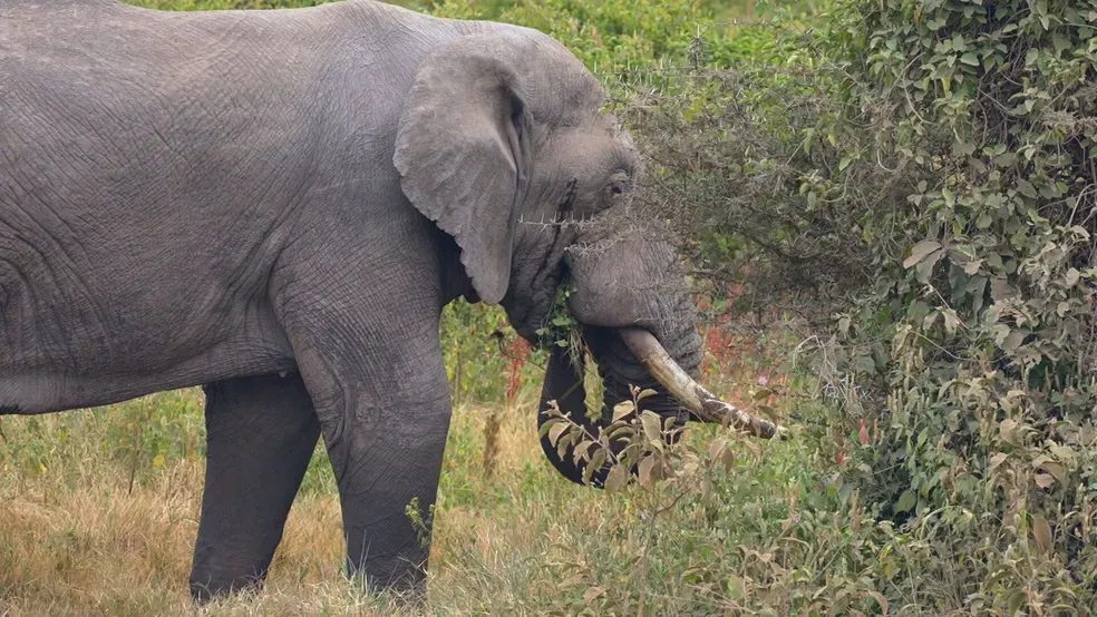 Elefanta mata turistas do Reino Unido e da Nova Zelândia durante safari em parque africano