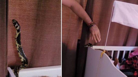 Família leva susto ao encontrar cobra dentro de berço de bebê em SC; VÍDEO