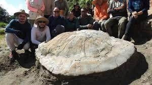 Fóssil raro de tartaruga-gigante do Mioceno é encontrado no Acre