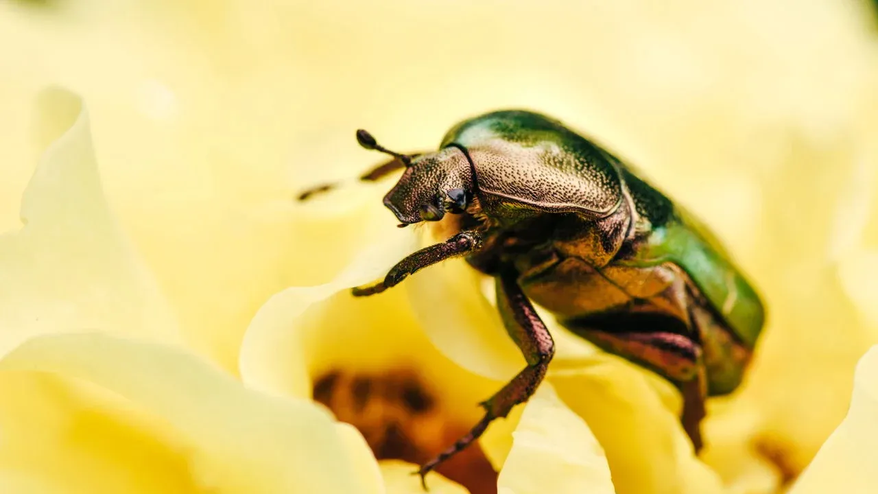 O inseto que assusta veterinários está invadindo casas brasileiras