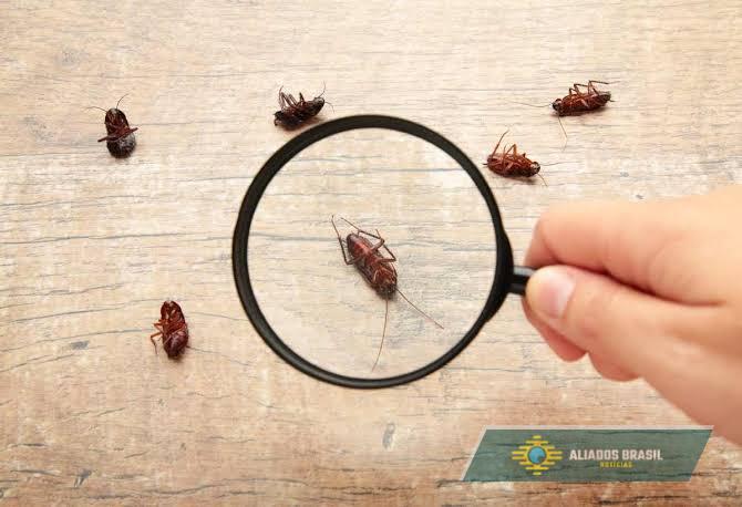 O que significa aparecer baratas na sua casa com frequência, de acordo com a ciência