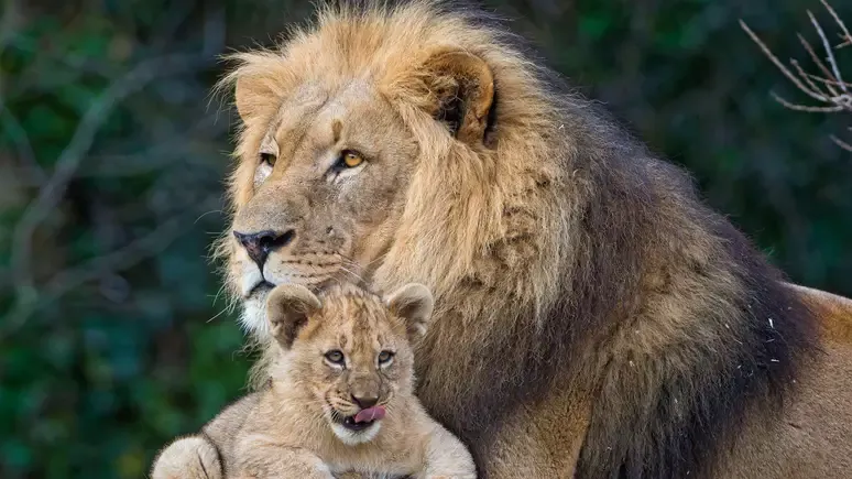 O que significa ser um bom pai, biologicamente falando?