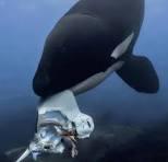 Orcas estão oferecendo comida de presente aos humanos; entenda por que. Vídeo
