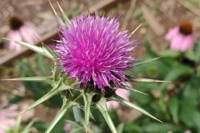 Planta medicinal ajuda a reduzir circunferência abdominal, aponta USP