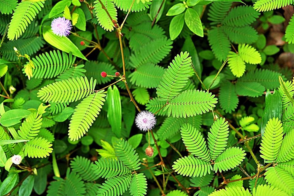 Plantas podem ver e ouvir? Biólogos contam quantos sentidos elas têm