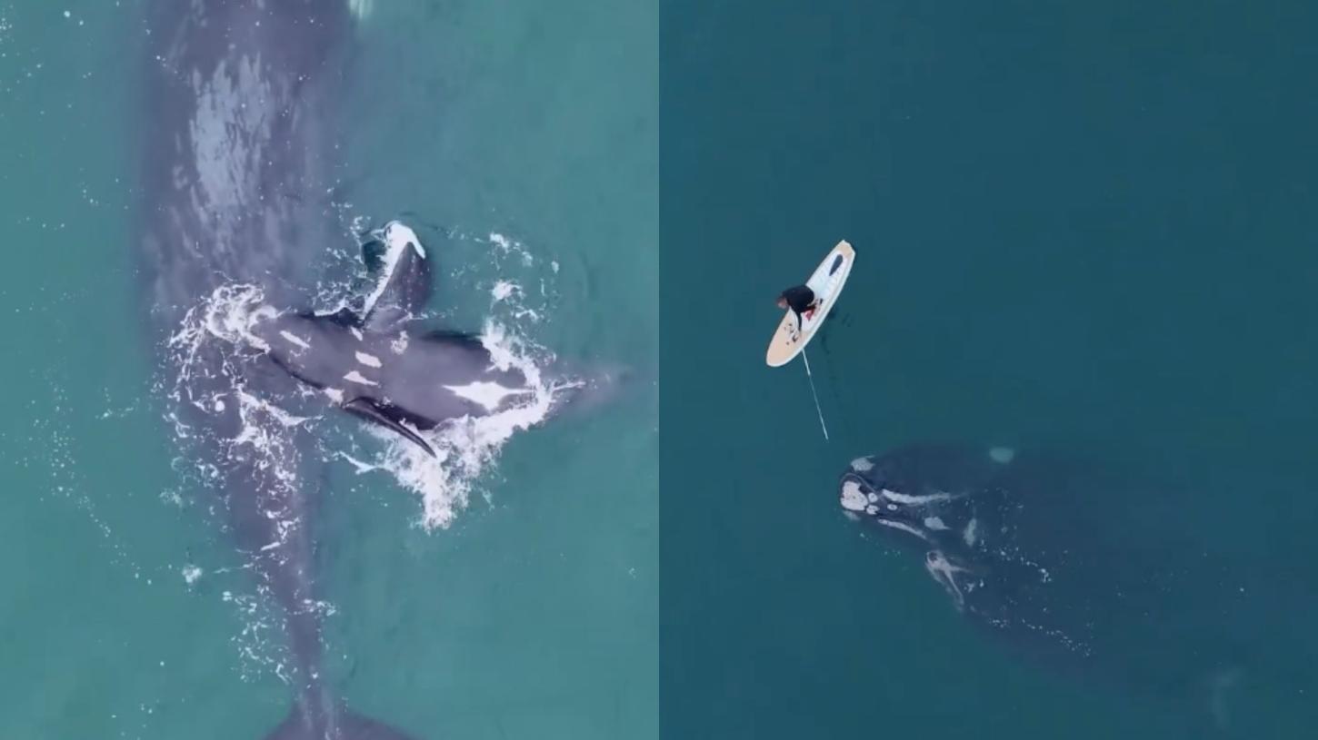 VÍDEO: homem em prancha solta baleia presa em rede de pesca em SC; Ibama apura conduta