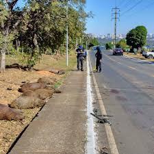 COVARDIA: Motorista em alta velocidade atropela e mata grupo de capivaras em Brasília. Veja o vídeo