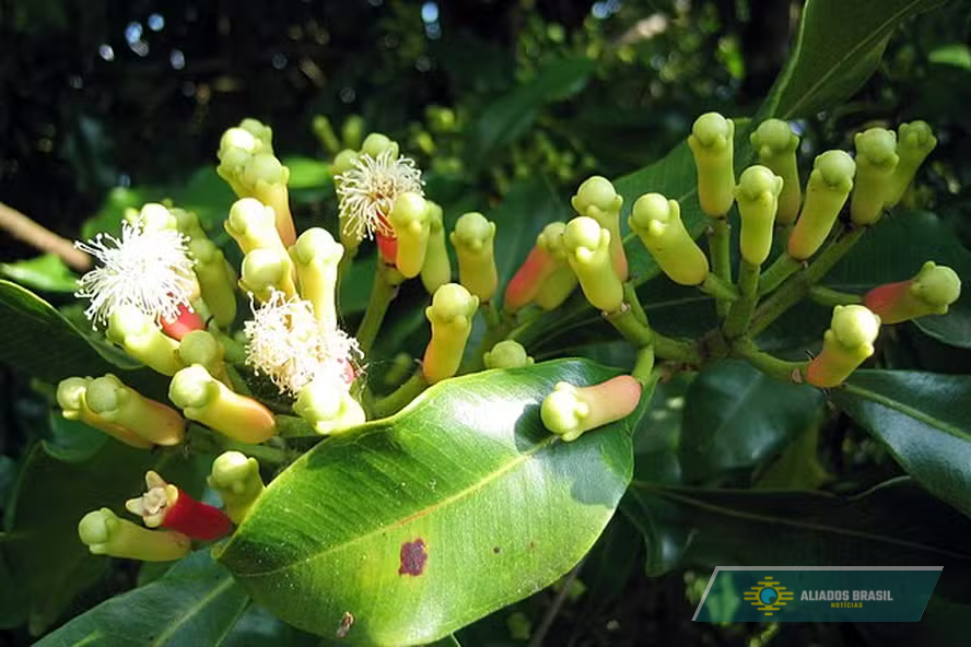 A planta que ajuda a reduzir o açúcar no sangue e melhora a respiração