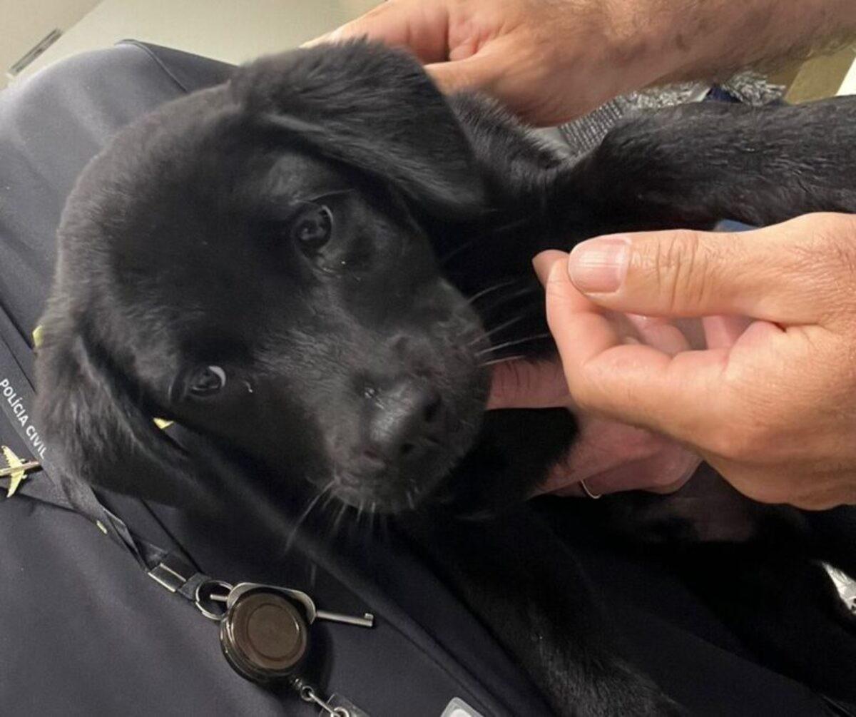 Vídeo: Homem abandona cão em aeroporto após ser impedido de viajar com animal