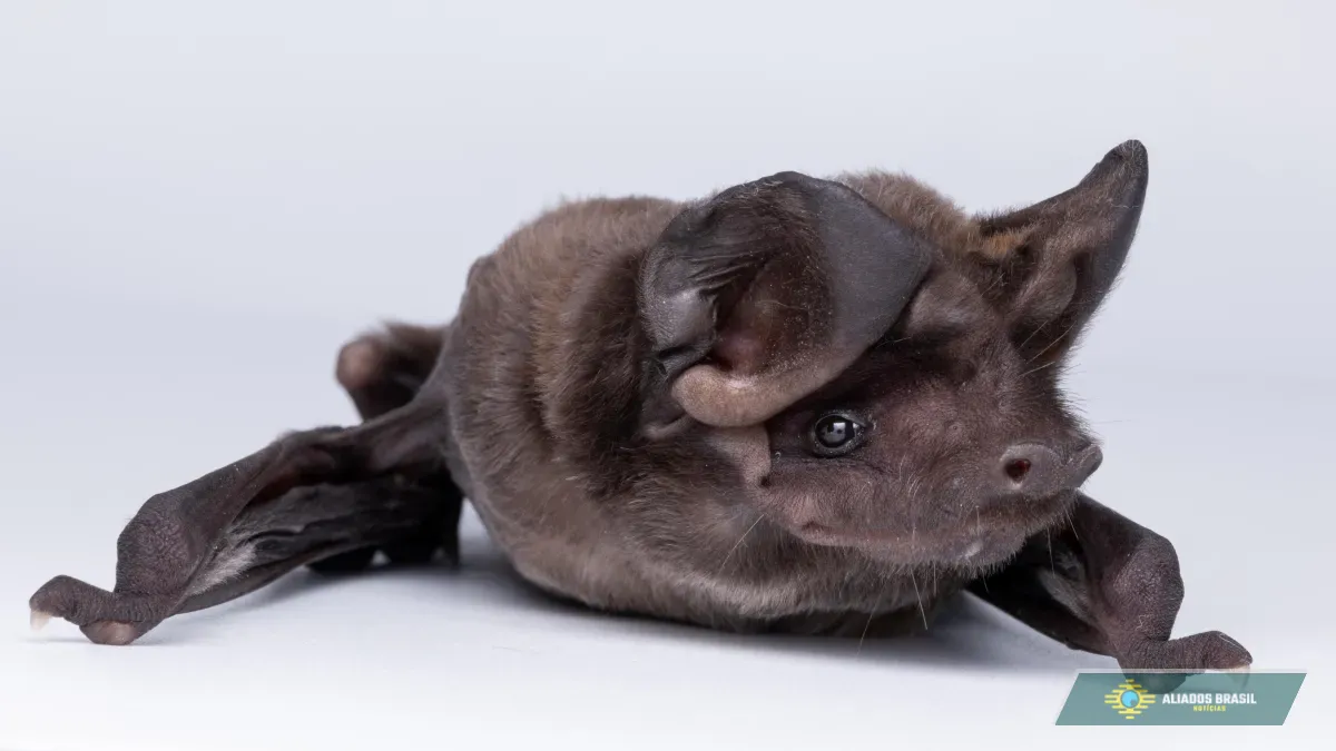 Homem-morcego do México quer salvar os 