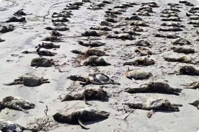 Mais de 700 pinguins são encontrados mortos uma semana no litoral de SP