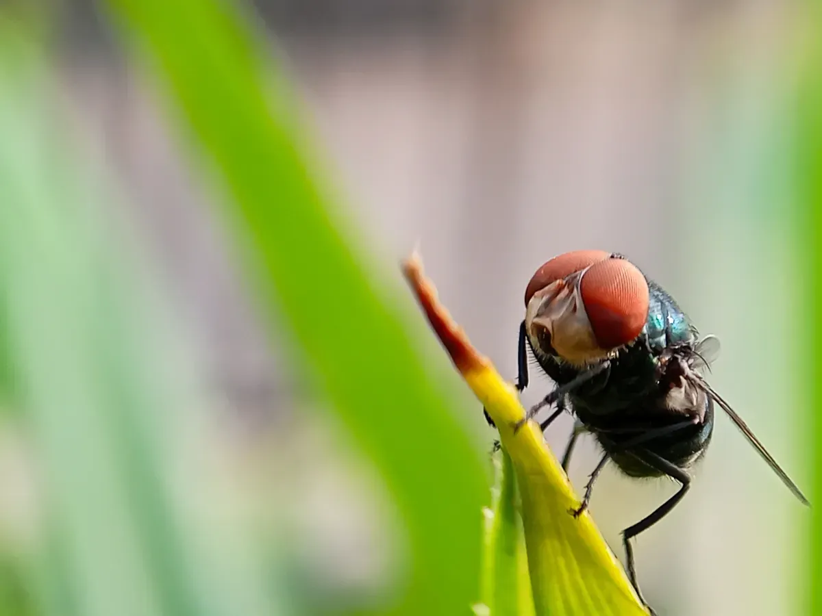 O que é mosca-da-bicheira, detectada pela 1ª vez em humanos nos EUA