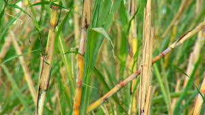 PCC estava em todo o setor de produção de cana-de-açúcar e obrigava empresários a venderem propriedades, diz MP