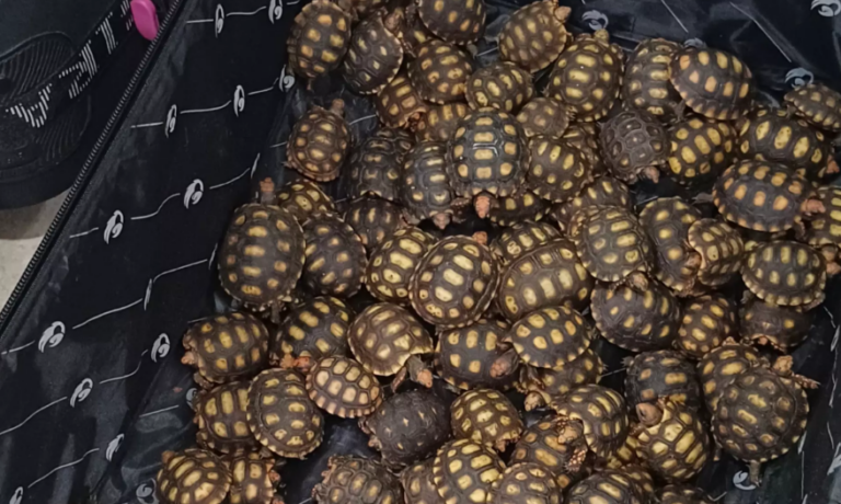 PRF Apreende 600 Filhotes de Jabutis em Ônibus na Região Serrana do RJ