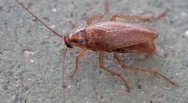 Você sente cheiro de barata? Entenda por que nem todos percebem o odor