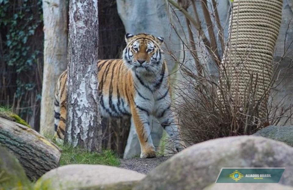 Zoológico alemão sacrifica três filhotes de tigre rejeitados pela mãe