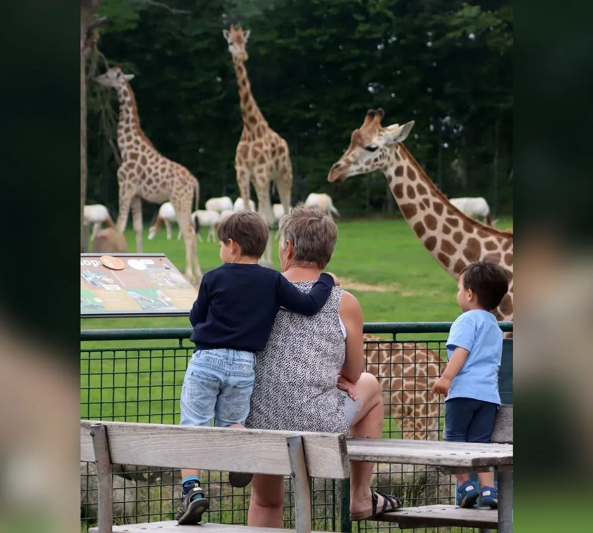 Zoológico na Dinamarca pede doação de pets para alimentar predadores
