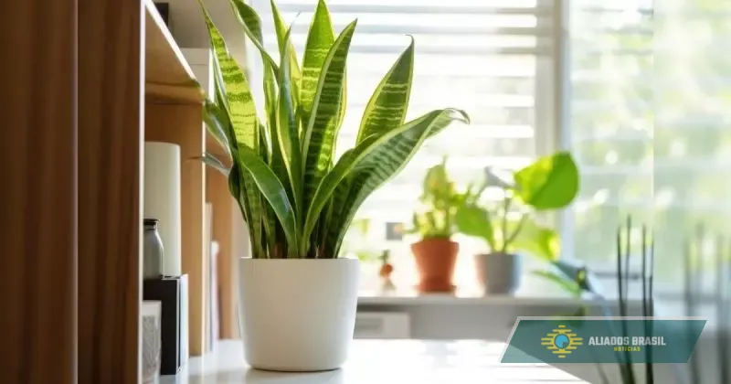 Conheça a planta que protege sua casa e purifica o ar