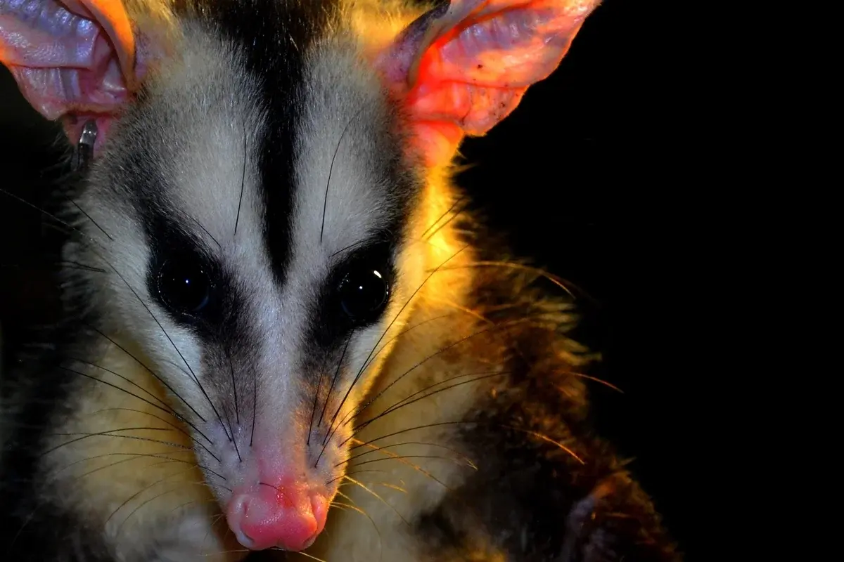 Aliado natural: entenda a importância de ter saruês em seu quintal