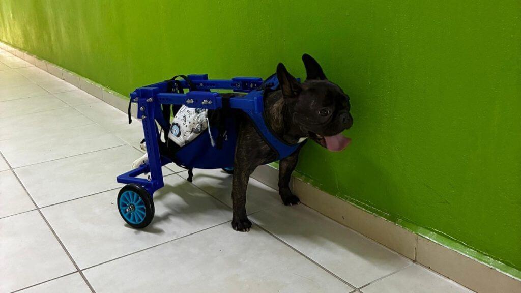 Cão paraplégico ganha cadeira de rodas personalizada feita por estudante de Engenharia; VÍDEO