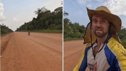 Ciclista é surpreendido por onça-pintada e registra perseguição; veja vídeo