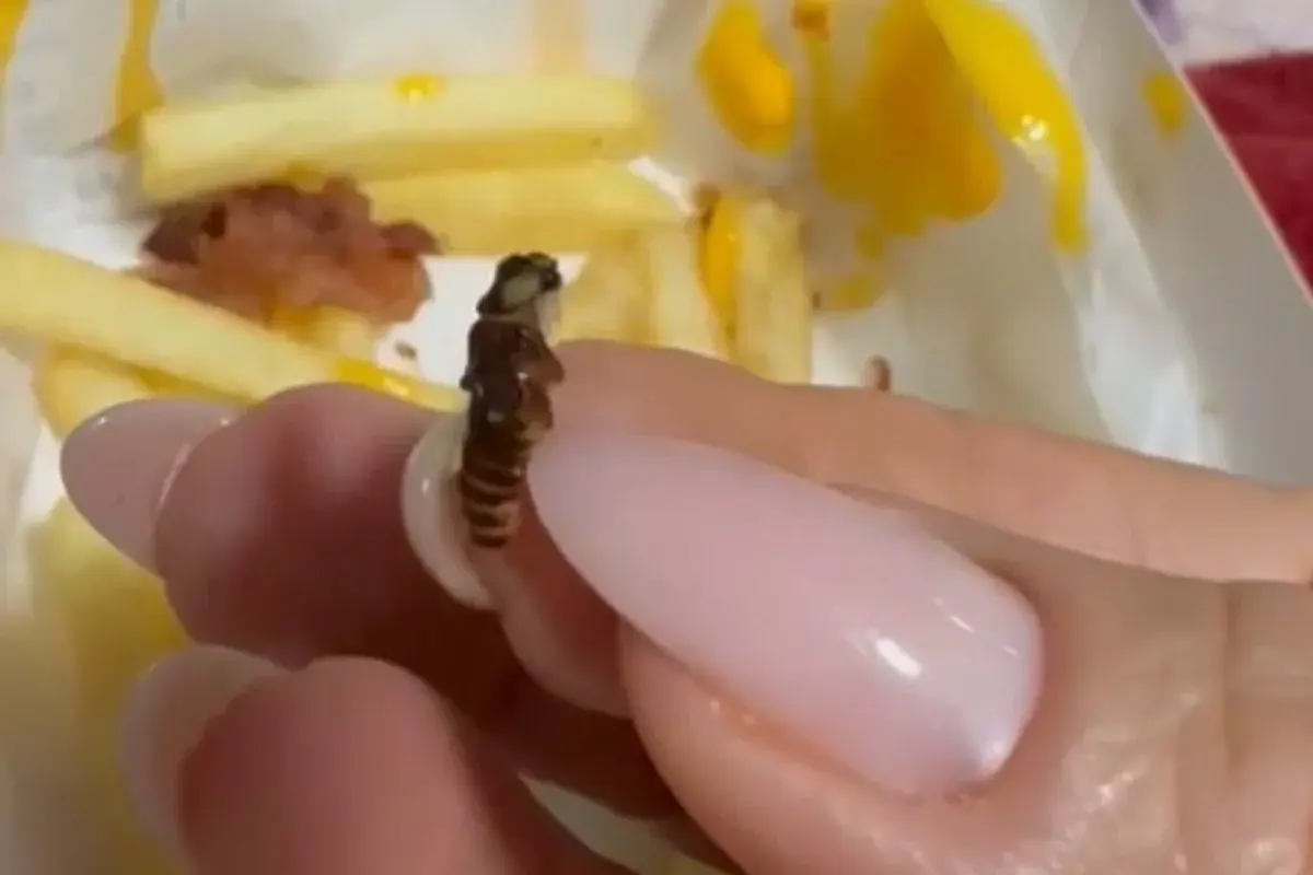 Cliente filma lanche do McDonald’s com larvas, insetos e faz denúncia. Veja vídeo