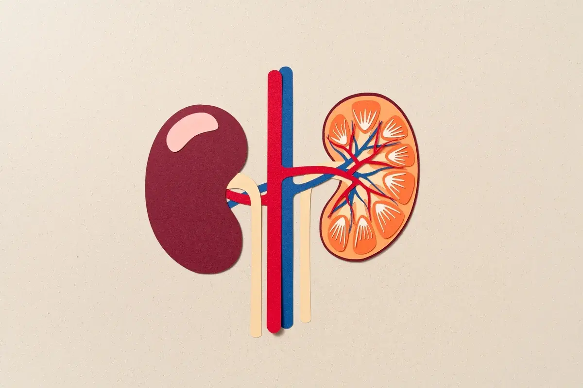 Confira 5 hábitos que sobrecarregam os rins, segundo especialistas