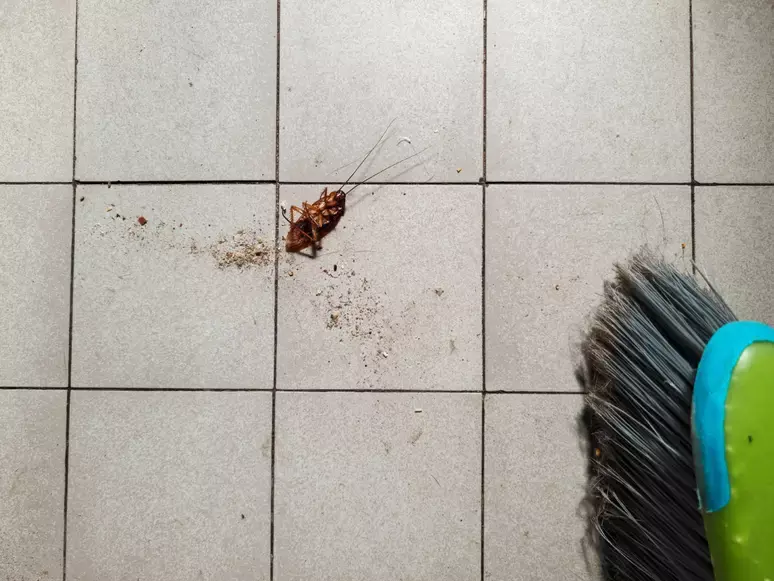 Encontrar baratas em casa já não é legal, agora um novo estudo aponta que a presença do inseto pode ser ainda pior do que imaginávamos 
