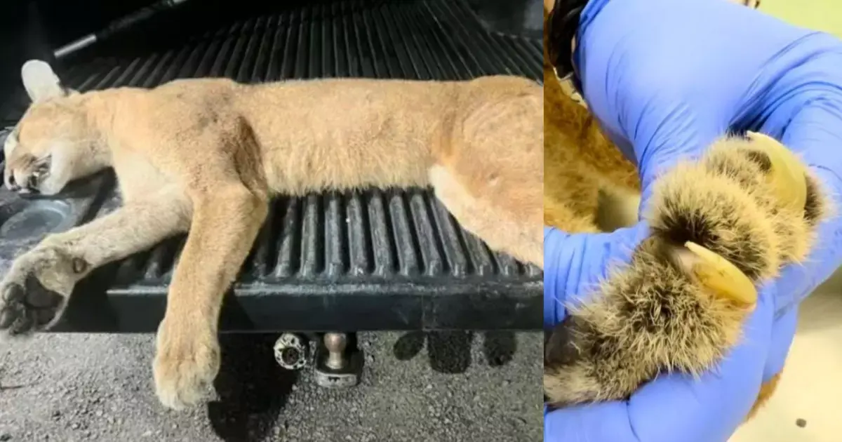 Felino de grande porte morre atropelado em trecho de rodovia catarinense: ‘perda inestimável’