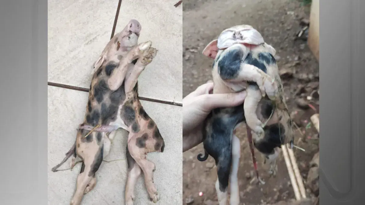 Leitão nasce com dois corpos e seis patas em Santa Catarina; veja vÍdeo