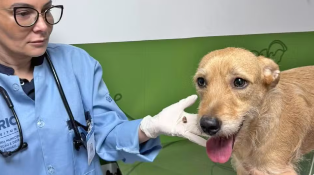 Quatro cães são baleados no Rio de Janeiro; um morre após ser atingido por tiros e facadas