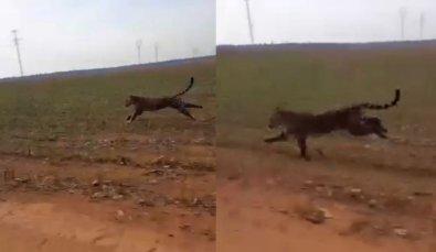 VÍDEO: onça-pintada é flagrada correndo na estrada e quase é atropelada em MT