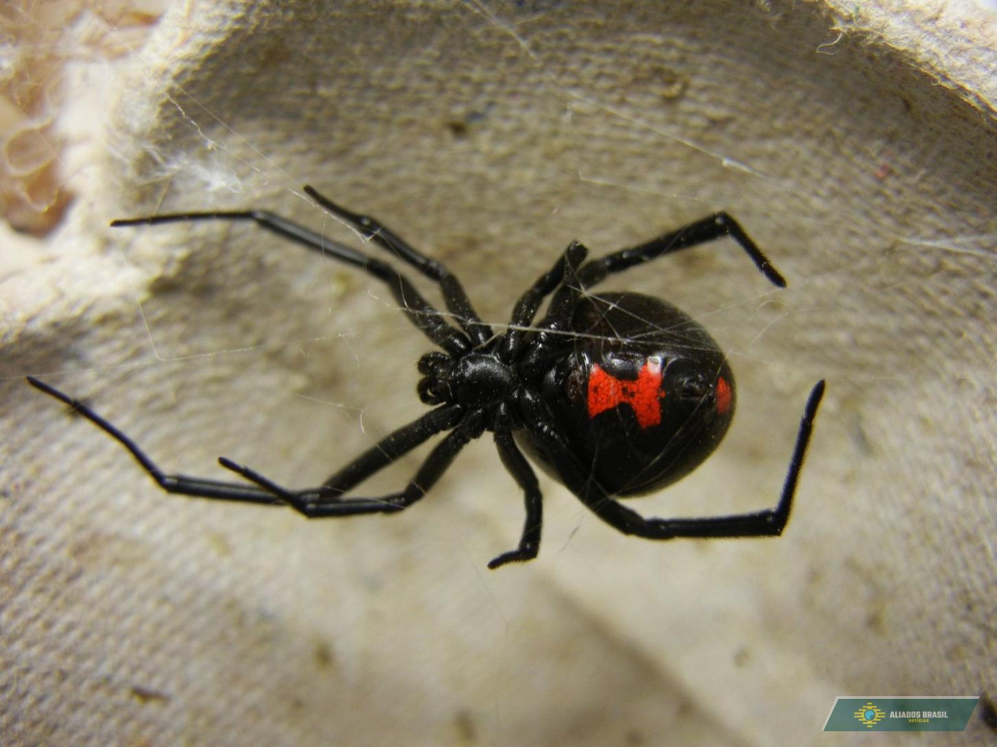 A aranha mais perigosa do mundo adora esse cantinho da sua casa no verão: como e onde achá-la
