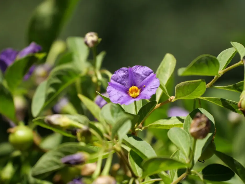 Adeus ora-pro-nóbis? Anvisa proíbe suplementos com a planta