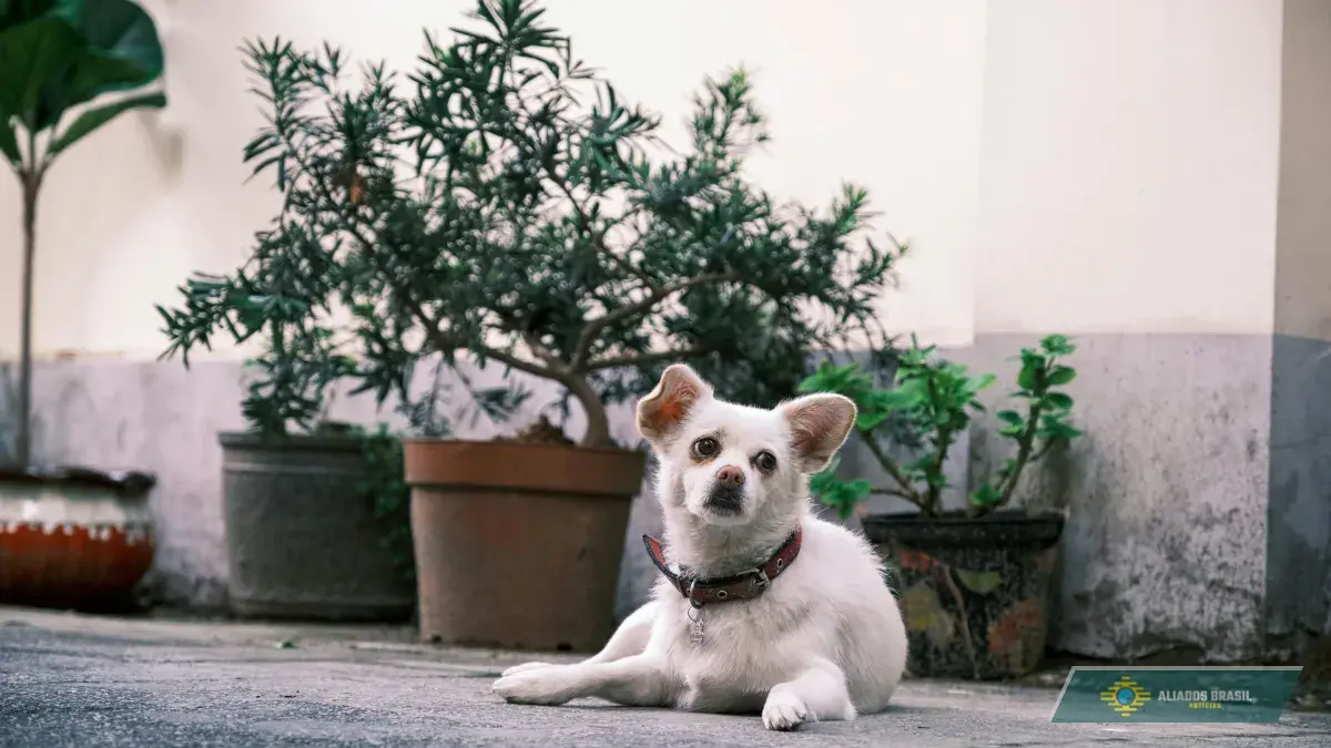 Barulho de rojões afeta 84% dos animais, aponta pesquisa