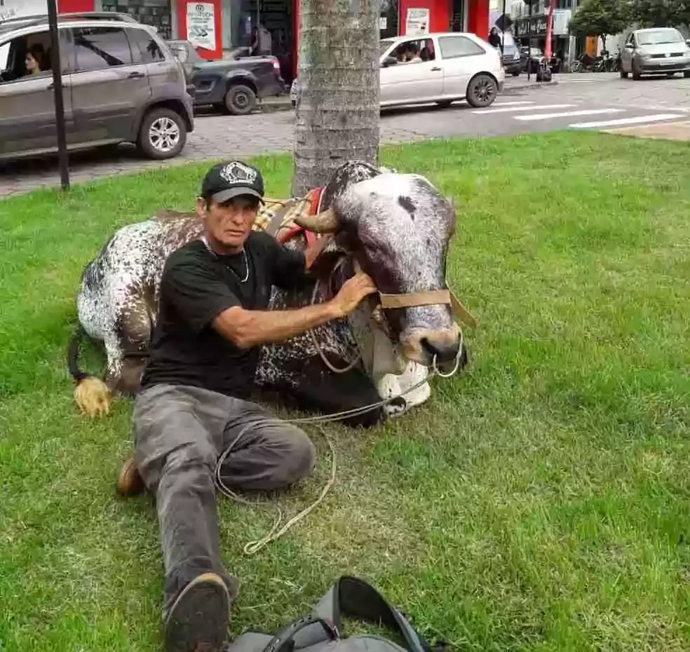Boi que 'dá beijo' e vai até a padaria é tratado como pet em MG: 'Come na minha mão', diz dono