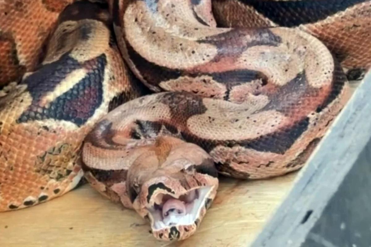 Bombeiros capturam jiboia escondida atrás de ar-condicionado no Paraná