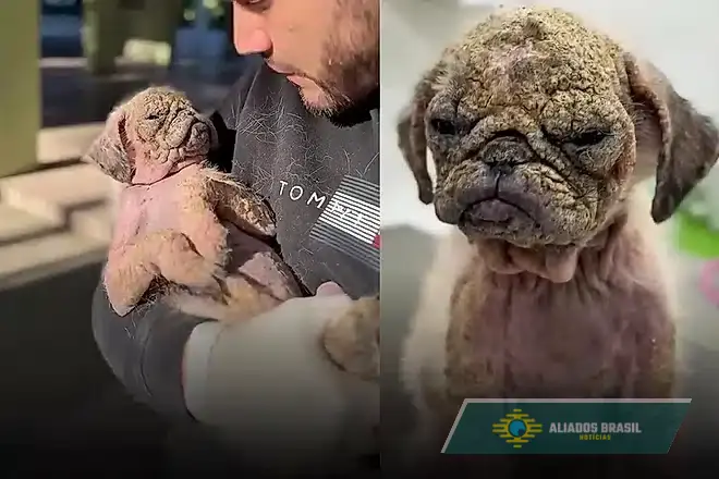 Cão Resgatado com sarna grave tem recuperação completa após receber tratamento e adoção