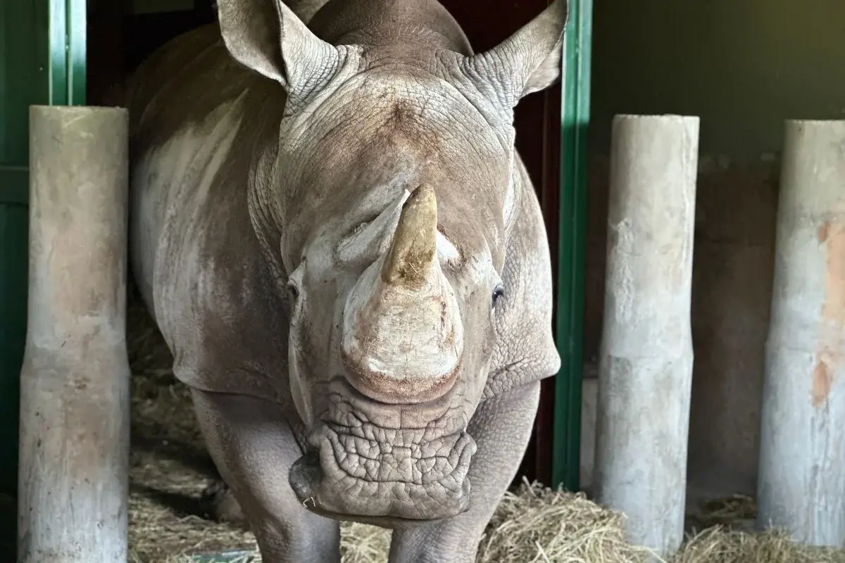 Conheça Atanásio, o filhote de rinoceronte que acaba de chegar a zoo de SP